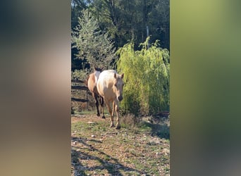 American Quarter Horse, Giumenta, 3 Anni, 150 cm, Dunalino