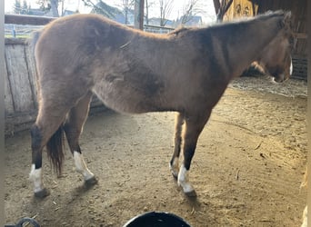 American Quarter Horse, Giumenta, 3 Anni, 150 cm, Falbo