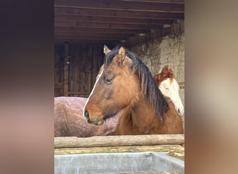 American Quarter Horse, Giumenta, 3 Anni, 150 cm, Falbo
