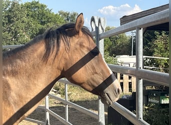 American Quarter Horse, Giumenta, 3 Anni, 150 cm, Falbo