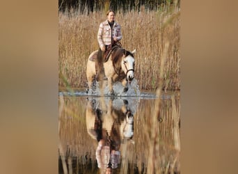 American Quarter Horse Mix, Giumenta, 3 Anni, 150 cm, Falbo