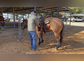 American Quarter Horse, Giumenta, 3 Anni, 150 cm, Falbo