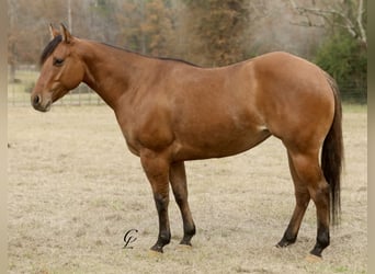 American Quarter Horse, Giumenta, 3 Anni, 150 cm, Falbo