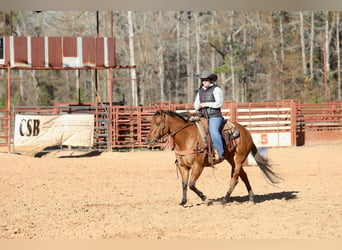 American Quarter Horse, Giumenta, 3 Anni, 150 cm, Falbo