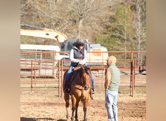 American Quarter Horse, Giumenta, 3 Anni, 150 cm, Falbo