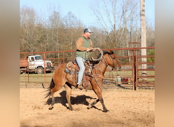 American Quarter Horse, Giumenta, 3 Anni, 150 cm, Falbo