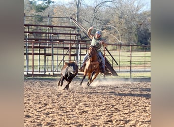 American Quarter Horse, Giumenta, 3 Anni, 150 cm, Falbo