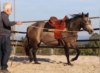 American Quarter Horse, Giumenta, 3 Anni, 150 cm, Grigio