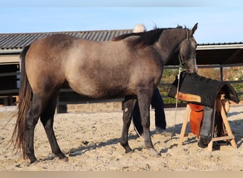 American Quarter Horse, Giumenta, 3 Anni, 150 cm, Grigio