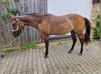 American Quarter Horse, Giumenta, 3 Anni, 150 cm, Grullo