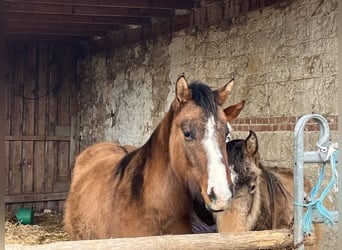 American Quarter Horse, Giumenta, 3 Anni, 150 cm, Grullo