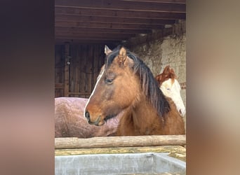 American Quarter Horse, Giumenta, 3 Anni, 150 cm, Grullo