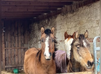 American Quarter Horse, Giumenta, 3 Anni, 150 cm, Grullo