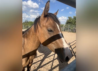 American Quarter Horse, Giumenta, 3 Anni, 150 cm, Grullo