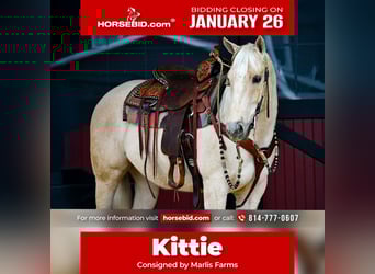 American Quarter Horse, Giumenta, 3 Anni, 150 cm, Palomino