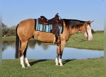 American Quarter Horse, Giumenta, 3 Anni, 150 cm, Pelle di daino