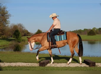 American Quarter Horse, Giumenta, 3 Anni, 150 cm, Pelle di daino