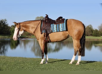 American Quarter Horse, Giumenta, 3 Anni, 150 cm, Pelle di daino