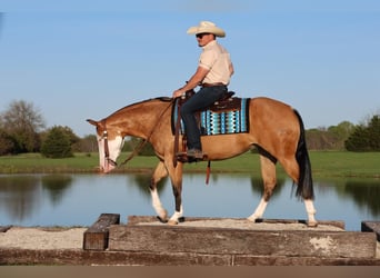 American Quarter Horse, Giumenta, 3 Anni, 150 cm, Pelle di daino