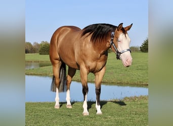 American Quarter Horse, Giumenta, 3 Anni, 150 cm, Pelle di daino