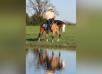 American Quarter Horse, Giumenta, 3 Anni, 150 cm, Pelle di daino