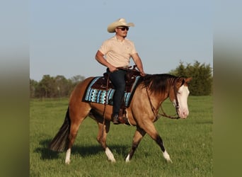 American Quarter Horse, Giumenta, 3 Anni, 150 cm, Pelle di daino