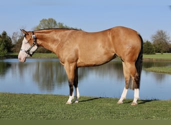American Quarter Horse, Giumenta, 3 Anni, 150 cm, Pelle di daino