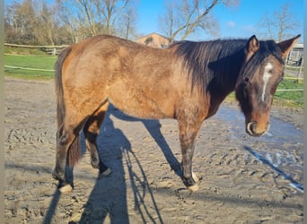 American Quarter Horse, Giumenta, 3 Anni, 150 cm