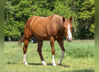 American Quarter Horse, Giumenta, 3 Anni, 150 cm, Sauro