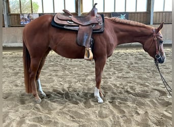 American Quarter Horse, Giumenta, 3 Anni, 150 cm, Sauro