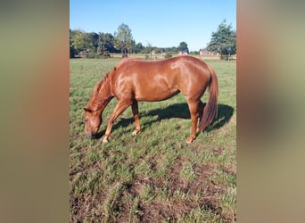 American Quarter Horse, Giumenta, 3 Anni, 150 cm, Sauro
