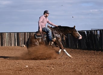 American Quarter Horse, Giumenta, 3 Anni, 150 cm, Sauro ciliegia