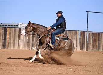 American Quarter Horse, Giumenta, 3 Anni, 150 cm, Sauro ciliegia