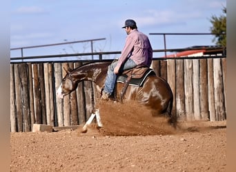 American Quarter Horse, Giumenta, 3 Anni, 150 cm, Sauro ciliegia