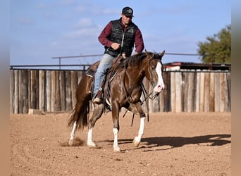 American Quarter Horse, Giumenta, 3 Anni, 150 cm, Sauro ciliegia