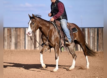 American Quarter Horse, Giumenta, 3 Anni, 150 cm, Sauro ciliegia