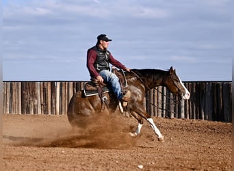 American Quarter Horse, Giumenta, 3 Anni, 150 cm, Sauro ciliegia