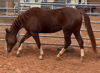 American Quarter Horse, Giumenta, 3 Anni, 150 cm, Sauro