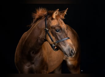 American Quarter Horse, Giumenta, 3 Anni, 150 cm, Sauro