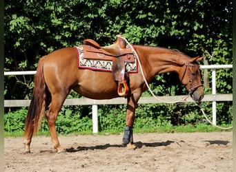 American Quarter Horse, Giumenta, 3 Anni, 150 cm, Sauro scuro