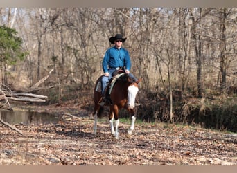 American Quarter Horse, Giumenta, 3 Anni, 152 cm, Baio ciliegia