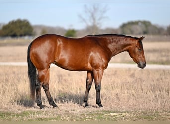 American Quarter Horse, Giumenta, 3 Anni, 152 cm, Baio ciliegia