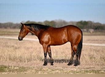 American Quarter Horse, Giumenta, 3 Anni, 152 cm, Baio ciliegia