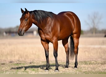 American Quarter Horse, Giumenta, 3 Anni, 152 cm, Baio ciliegia