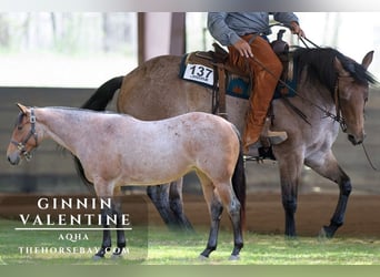 American Quarter Horse, Giumenta, 3 Anni, 152 cm, Baio roano