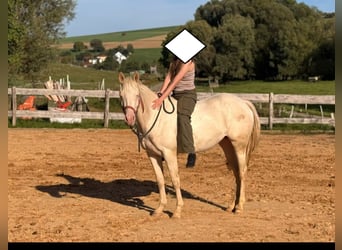 American Quarter Horse, Giumenta, 3 Anni, 152 cm, Cremello