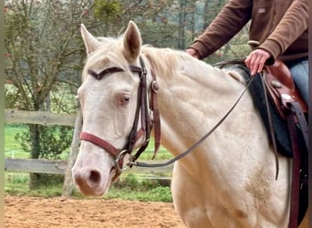 American Quarter Horse, Giumenta, 3 Anni, 152 cm, Cremello