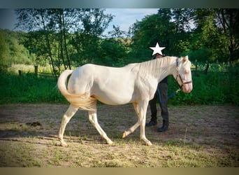 American Quarter Horse, Giumenta, 3 Anni, 152 cm, Cremello