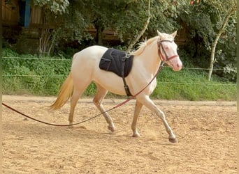 American Quarter Horse, Giumenta, 3 Anni, 152 cm, Cremello