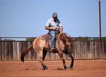 American Quarter Horse, Giumenta, 3 Anni, 152 cm, Falbo